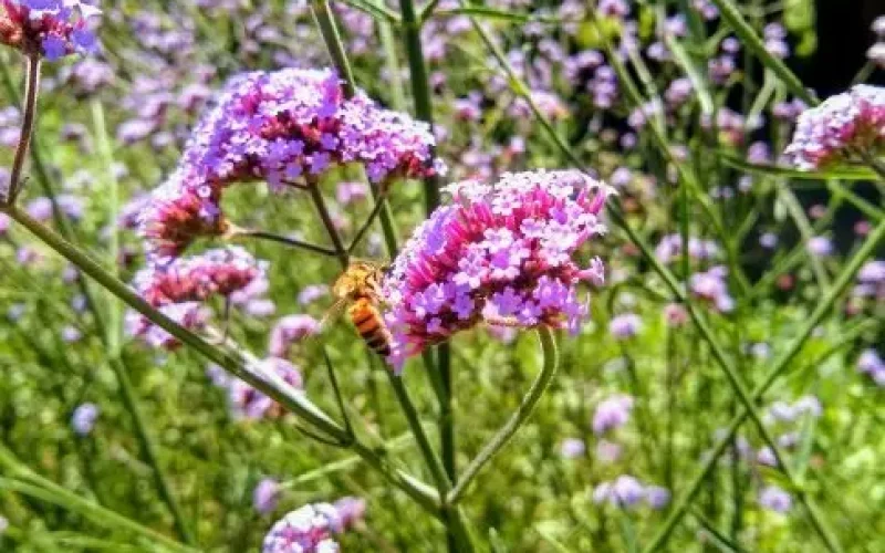 Illustration par Terrae Embellia, paysagiste à Saint-Denis-la-Chevasse