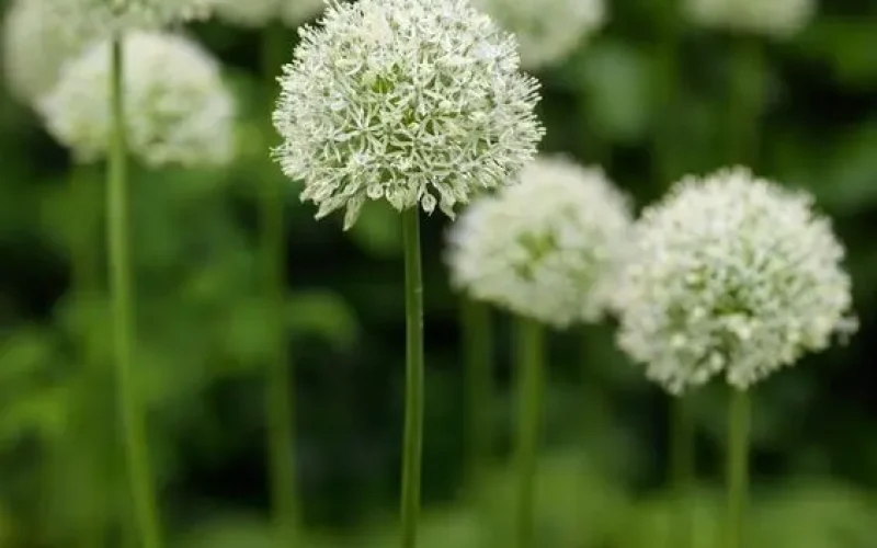 Illustration par Terrae Embellia, paysagiste à Saint-Denis-la-Chevasse